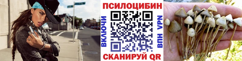 блэк спрут как зайти  Новоалександровск  Псилоцибиновые грибы мицелий  как найти наркотики 
