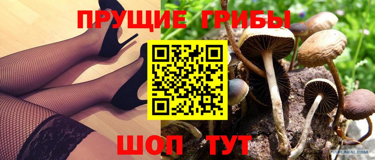 Псилоцибиновые грибы GOLDEN TEACHER  Псилоцибиновые грибы мицелий  продажа наркотиков  Вход с VPN  Новоалександровск 